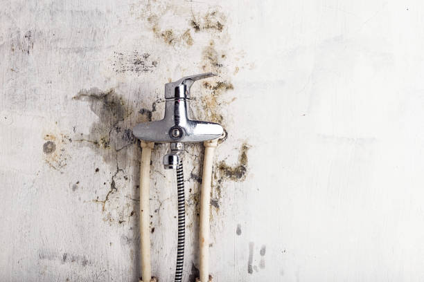 Home Mold Removal in Sycamore, IL