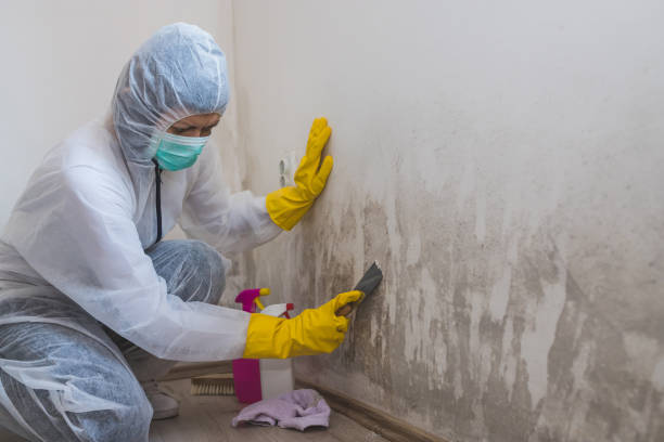 Mold Testing and Removal in Sycamore, IL