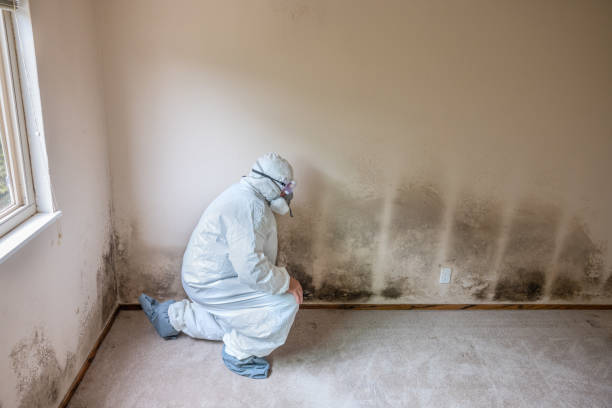 Best Black Mold Removal  in Sycamore, IL