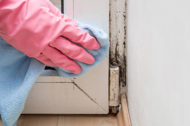 Best Certified Mold Removal  in Sycamore, IL